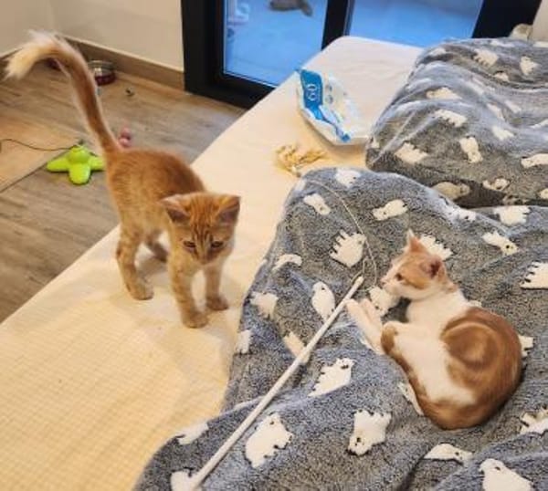 Junges Kater Duo Clarence und Golden