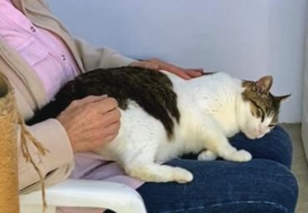 Menschenbezogene Katze Chloe