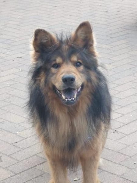 MISCHKA - ein Bild von einem Hund