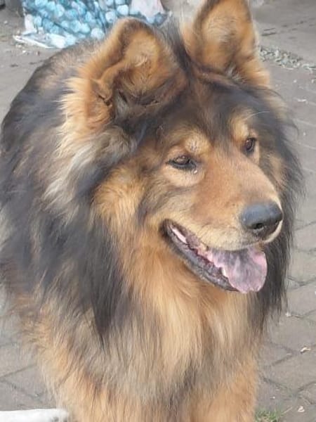 MISCHKA - ein Bild von einem Hund