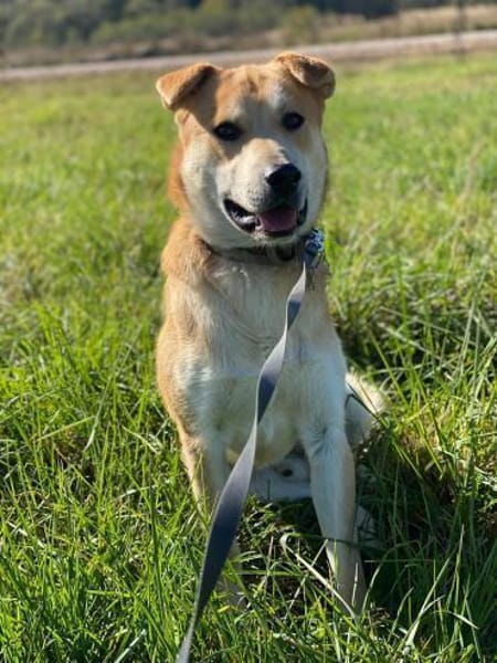 ein friedliebender Monty