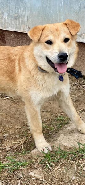 ein friedliebender Monty
