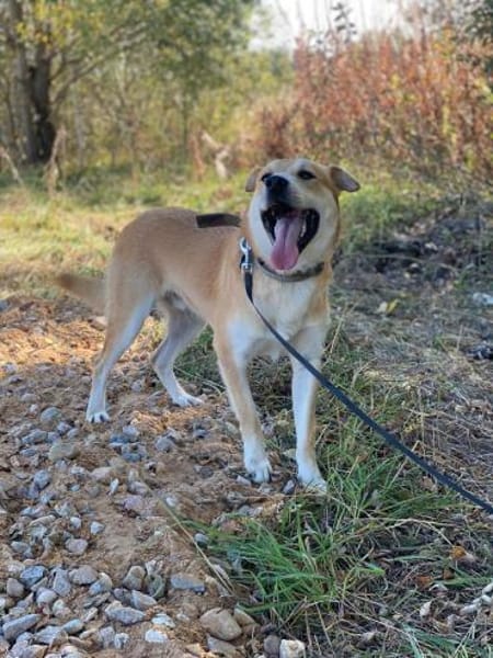 ein friedliebender Monty