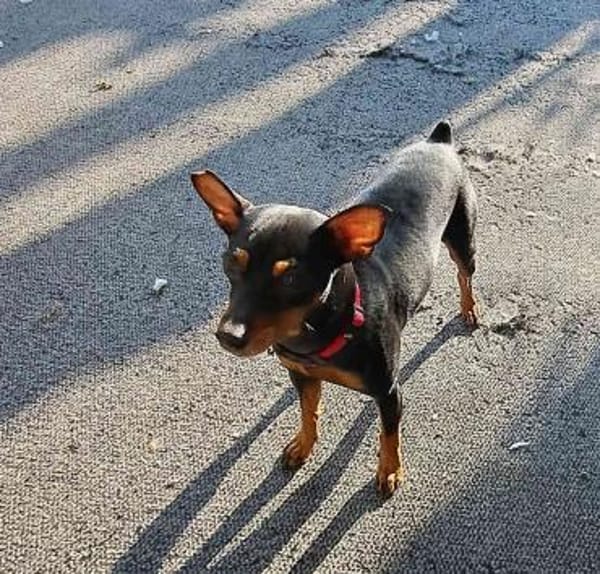 Toby13 sucht ein Zuhause