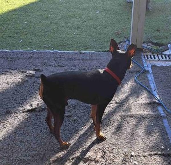 Toby13 sucht ein Zuhause