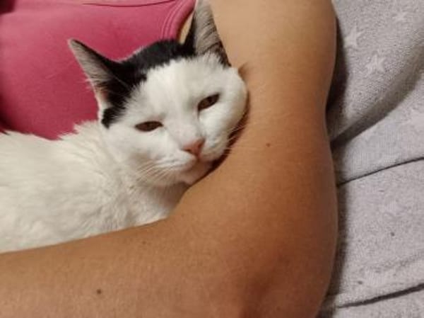 Liebe, sanfte Katze Chippy