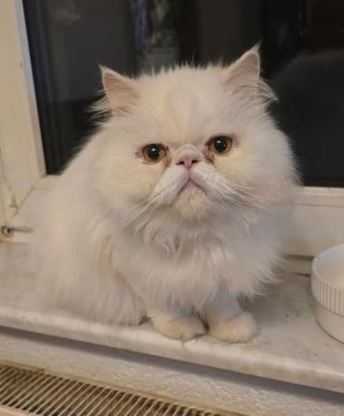 Perser Kater sucht neue Familie