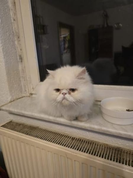 Perser Kater sucht neue Familie