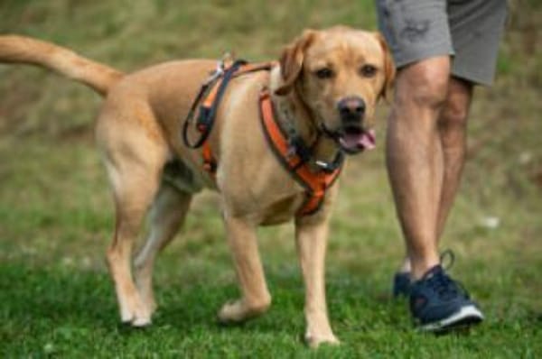 MR. SAM - bildhübscher Labrador-Bub
