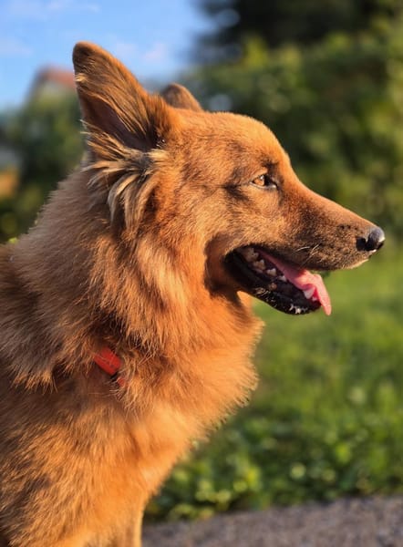 RUBBLE - wunderbarer, braver Schatz! 🥰