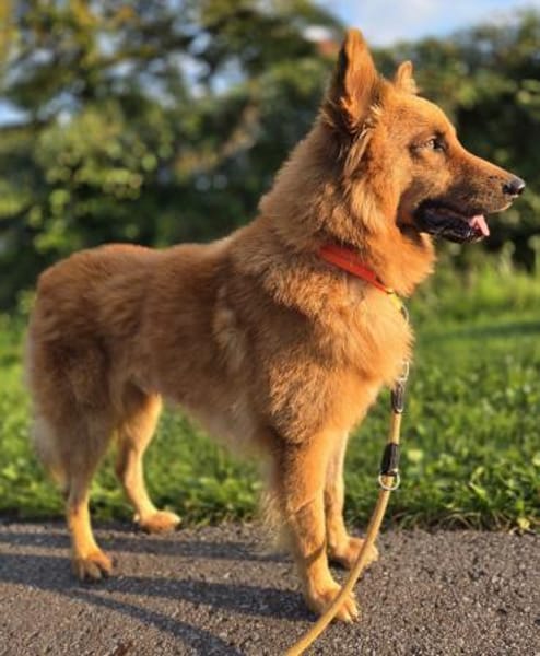RUBBLE - wunderbarer, braver Schatz! 🥰