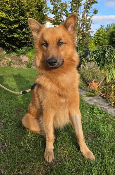 RUBBLE - wunderbarer, braver Schatz! 🥰
