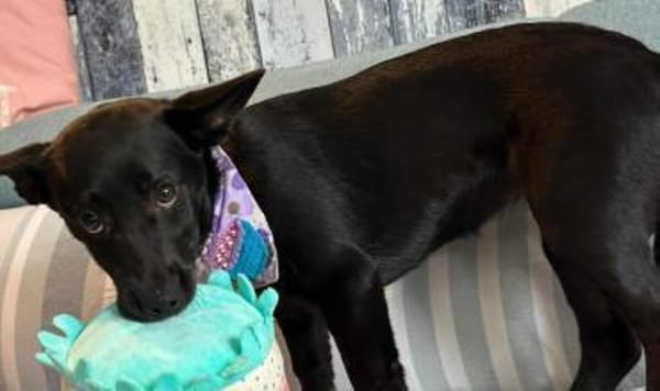 Olive sucht ein Zuhause