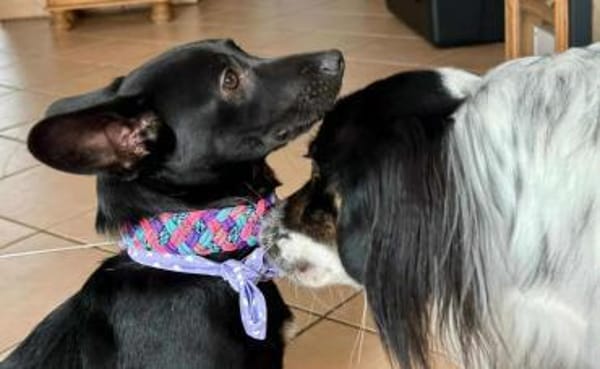 Olive sucht ein Zuhause