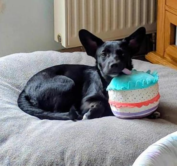 Olive sucht ein Zuhause
