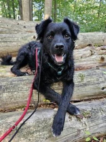 Blacky - junger unkomplizierter Rüde
