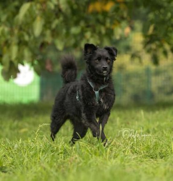 Blacky - junger unkomplizierter Rüde