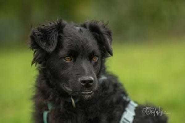 Blacky - junger unkomplizierter Rüde