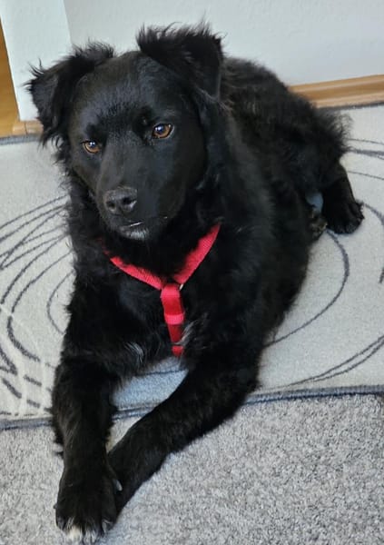 Blacky - junger unkomplizierter Rüde