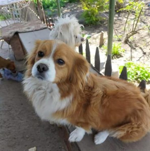 Freundlicher Teddy