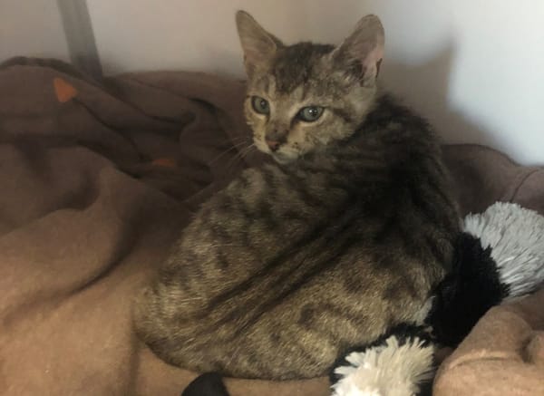 Timba (en cours d'adoption)