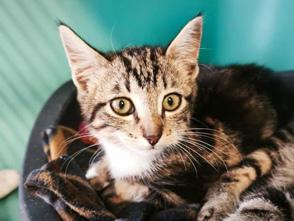 CHATCLAUDE