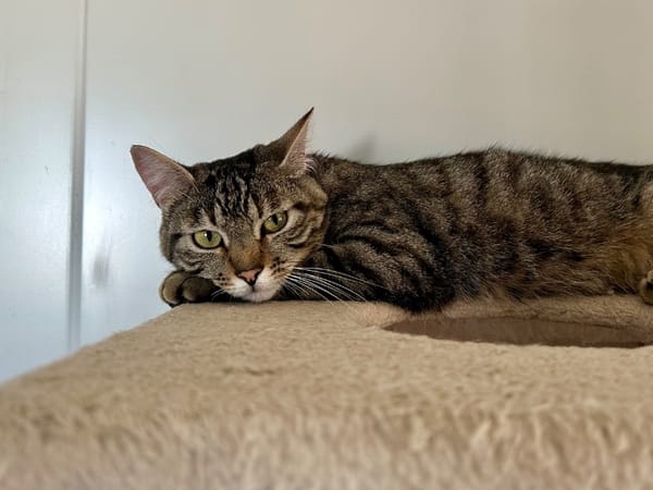 CLEOPATRE (et KOMBU)