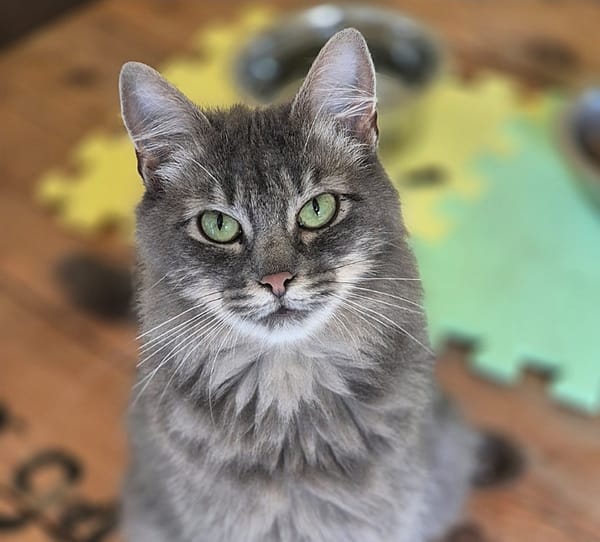 binti ( réservée)