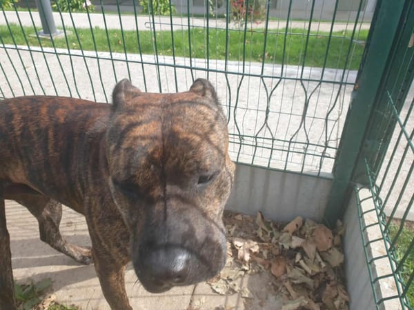 TAYSON QCN