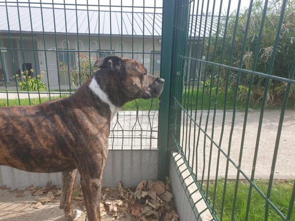 TAYSON QCN
