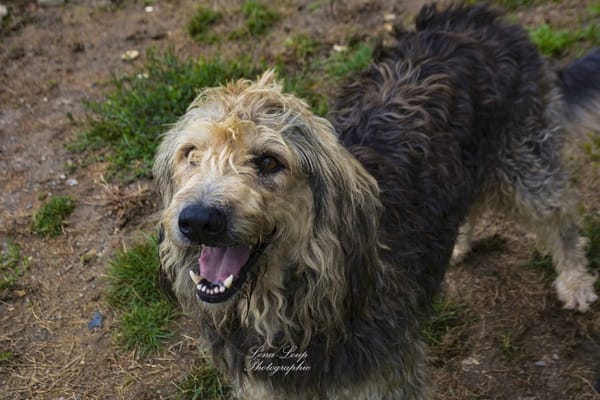 RALF