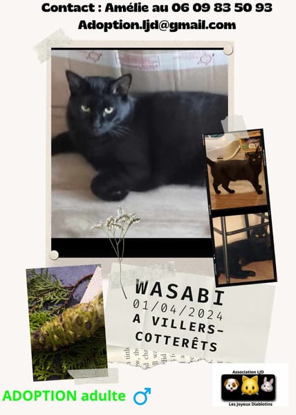 Wasabi