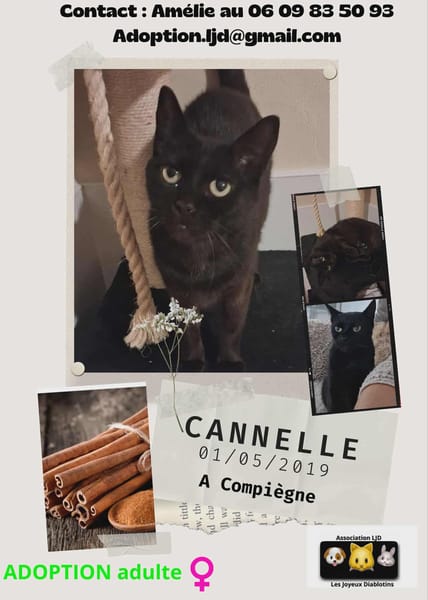 cannelle