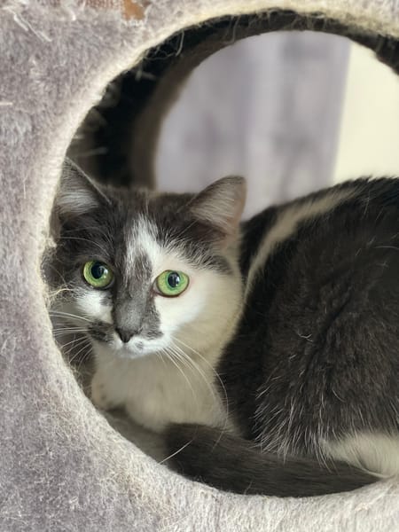 nala