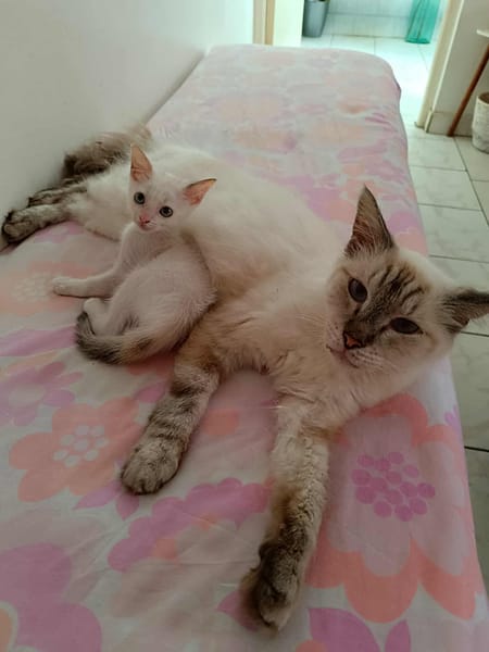 Lily Rose, l'adorable minette