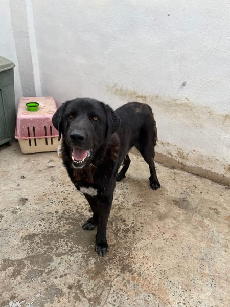 BOLO  (Animalea)