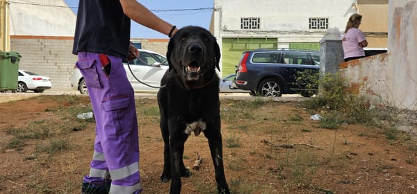 BOLO  (Animalea)