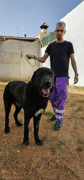 BOLO  (Animalea)