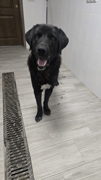 BOLO  (Animalea)
