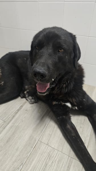 BOLO  (Animalea)