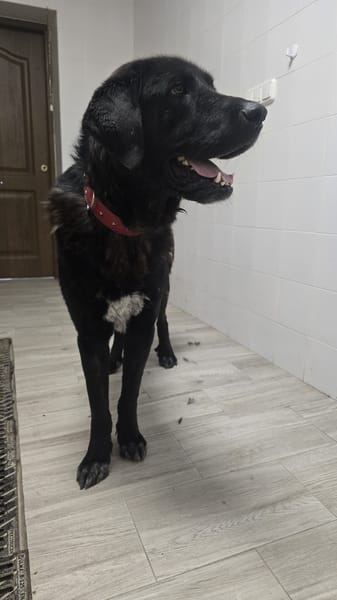 BOLO  (Animalea)