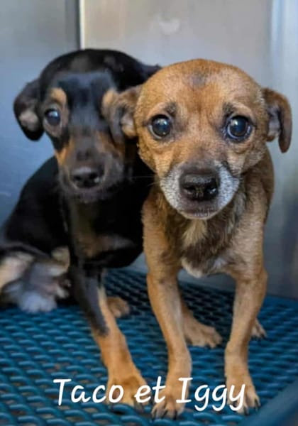 TACO (3ans) ET IGGY (1an) (Adoptables séparément)