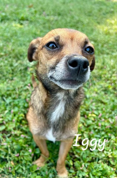 TACO (3ans) ET IGGY (1an) (Adoptables séparément)