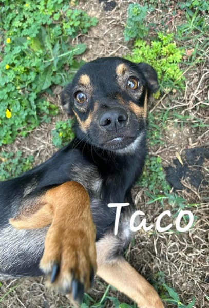 TACO (3ans) ET IGGY (1an) (Adoptables séparément)