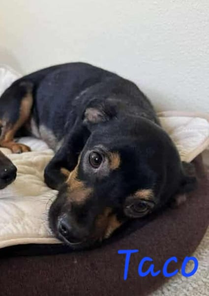 TACO (3ans) ET IGGY (1an) (Adoptables séparément)