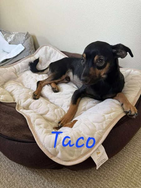 TACO (3ans) ET IGGY (1an) (Adoptables séparément)