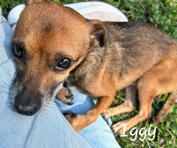 TACO (3ans) ET IGGY (1an) (Adoptables séparément)