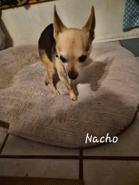 NACHO