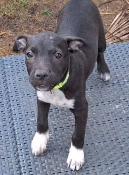 Aqua, femelle croisée berger , née le 01/07/2025 🐶