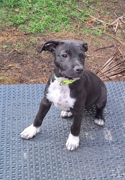 Aqua, femelle croisée berger , née le 01/07/2025 🐶